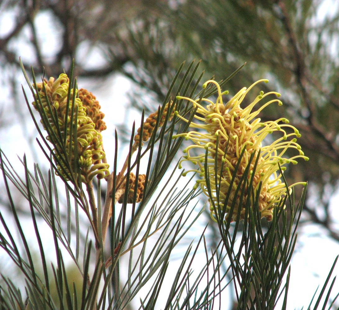 White's grevillea