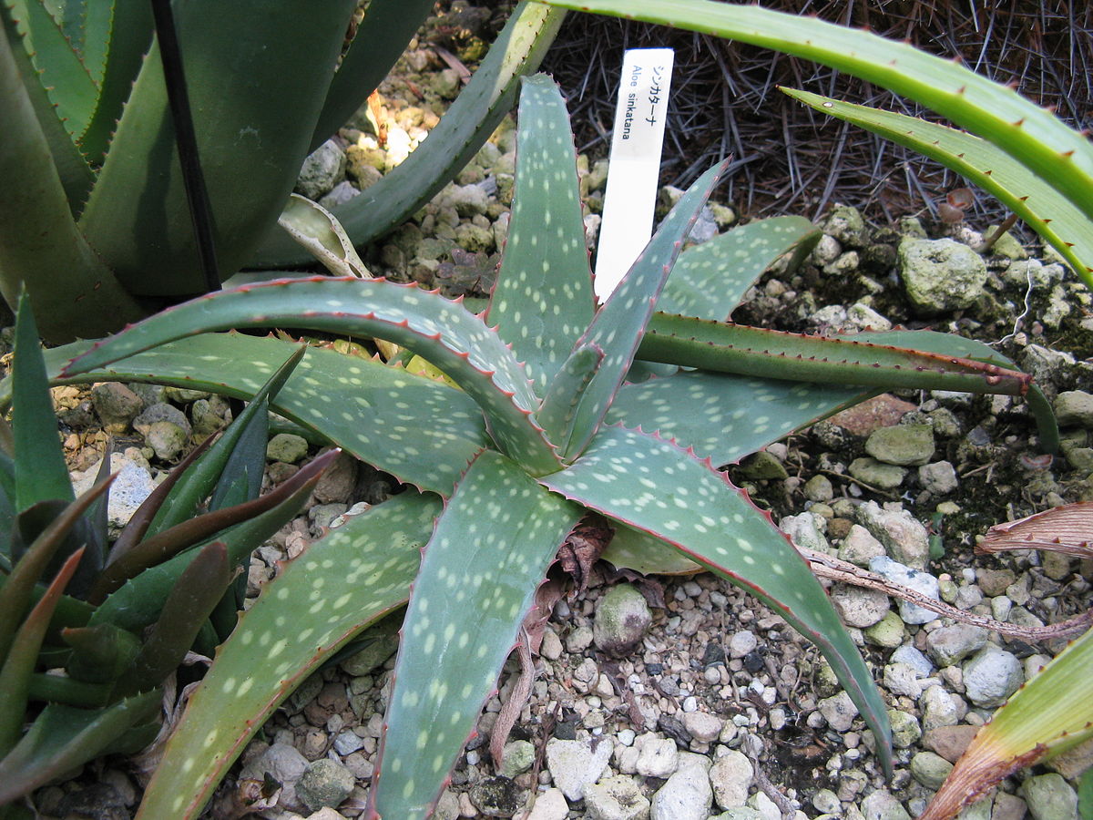 Sinkata aloe