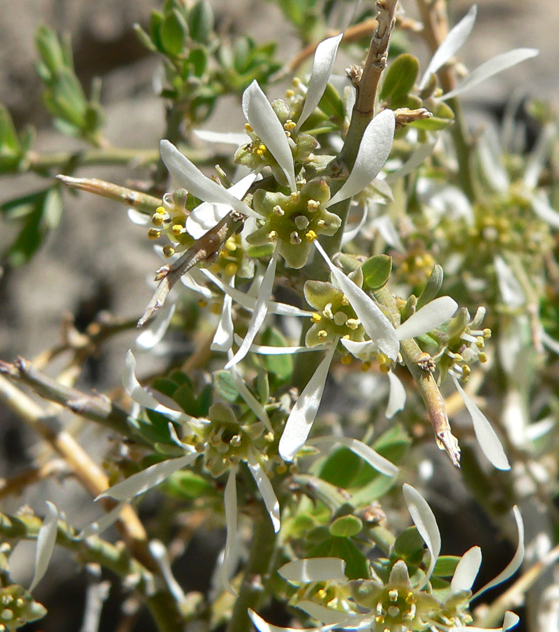 Spiny greasebush