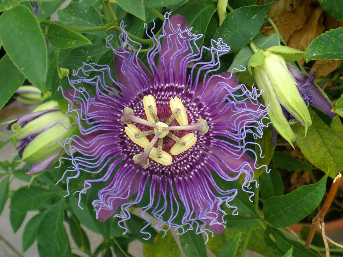 Passionflower