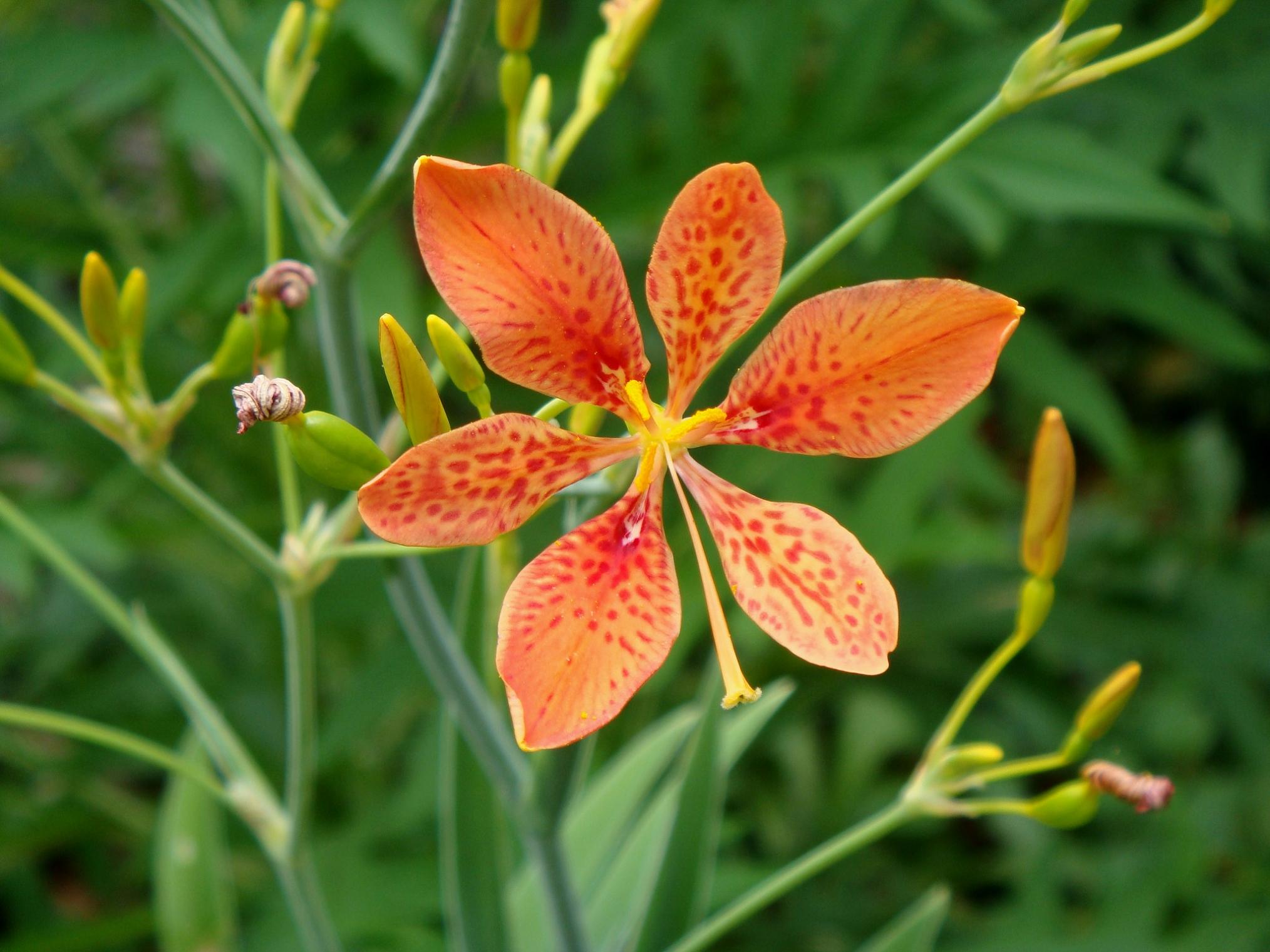Blackberry lily