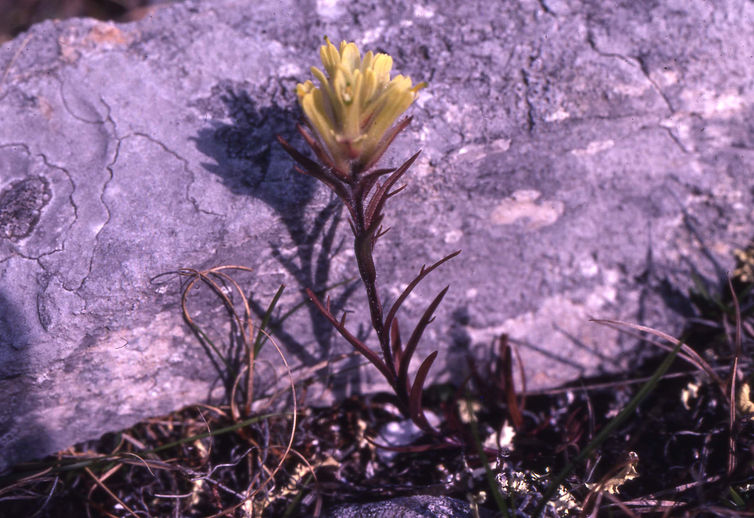 Arctic paintbrush (Castilleja hyperborea) - Image 1 of 10
