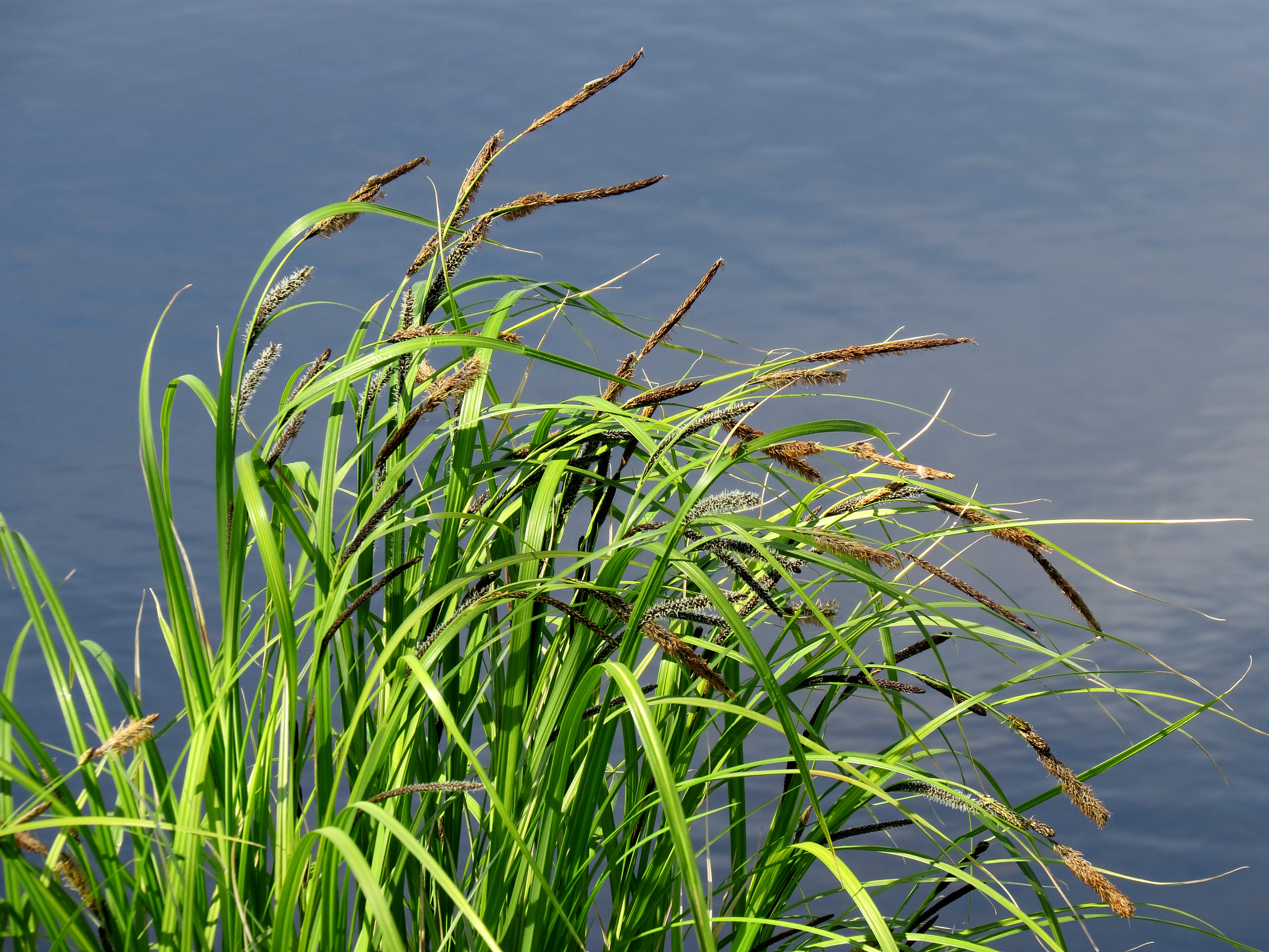 Narrow-leaved sedge
