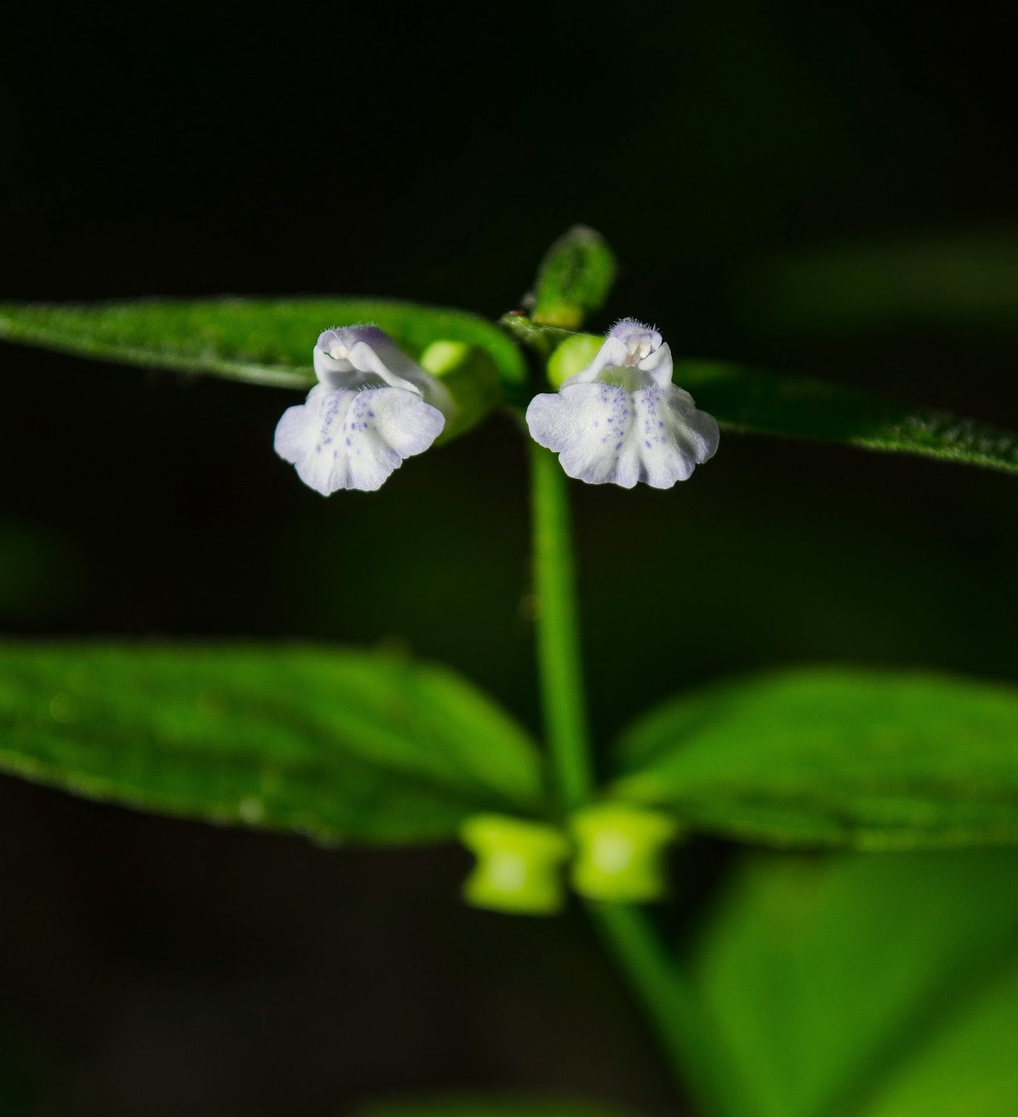 Veined skullcap