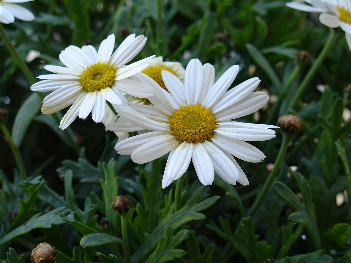 Shasta daisy