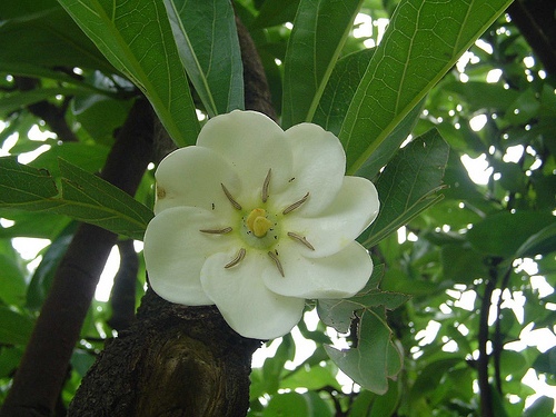 Pale indian plantain (Aidia parvifolia) - Image 1 of 10