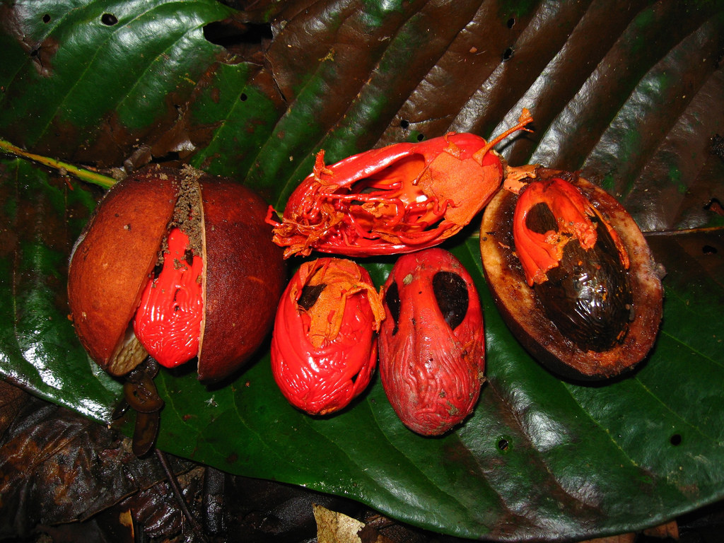 Native nutmeg