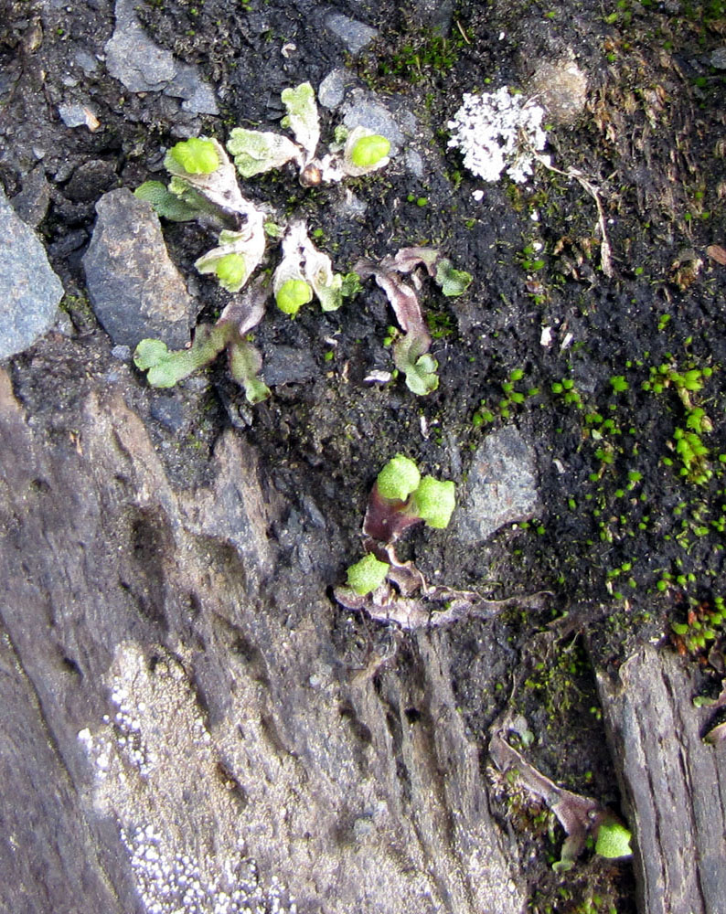Alpine liverwort