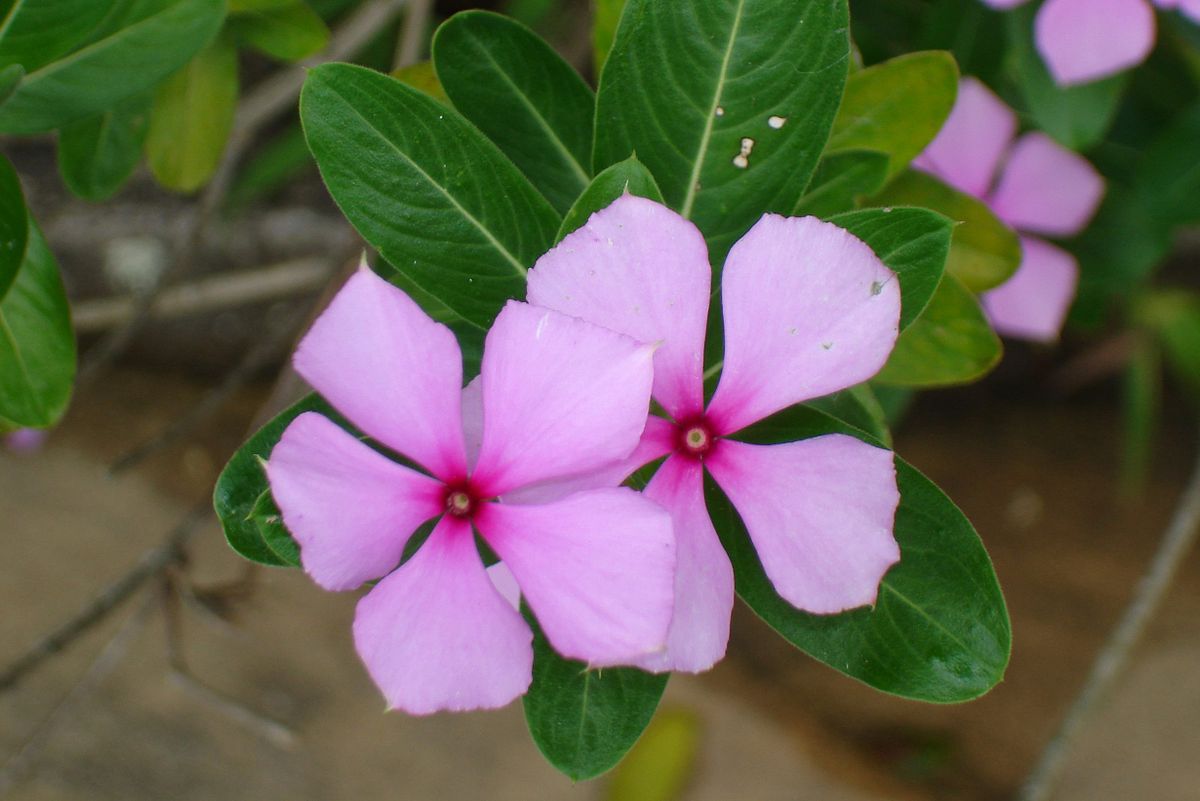 Madagascar periwinkle (Catharanthus lanceus) - Image 1 of 10