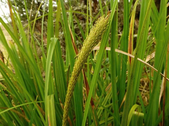 Hooked sedge