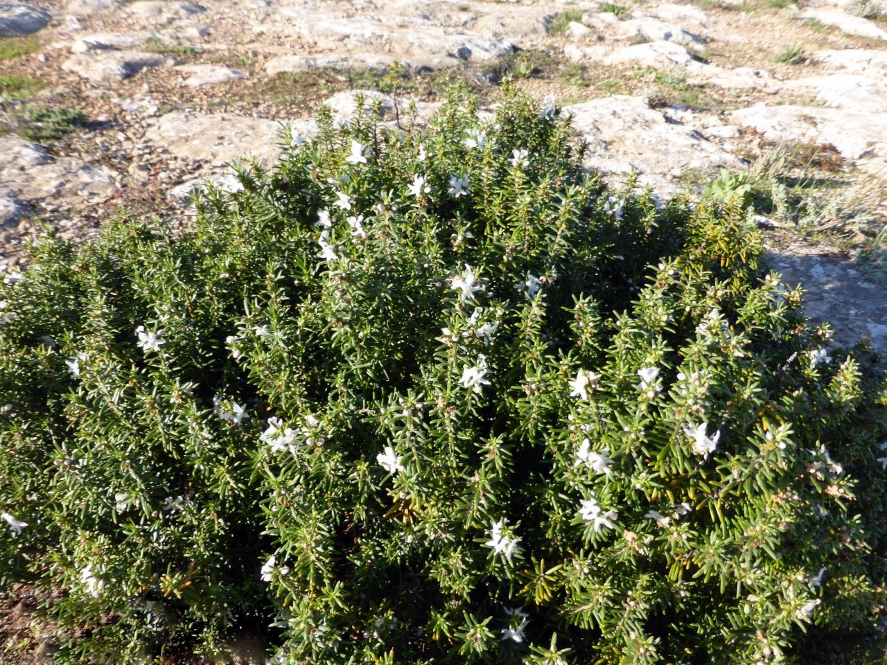 Shore westringia