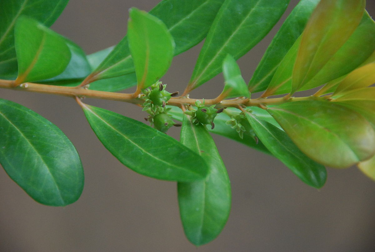 Vahl's boxwood