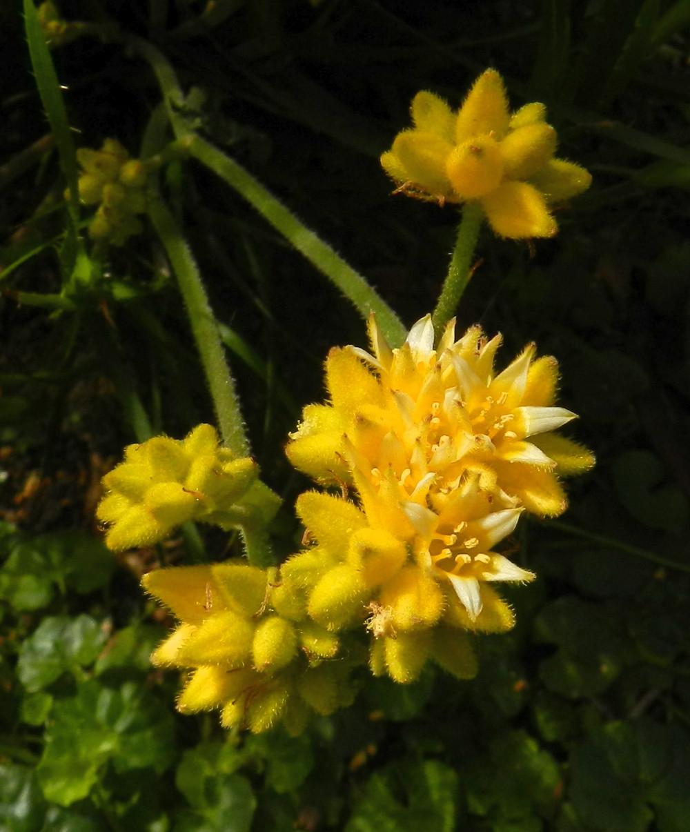 Few-flower hairsedge