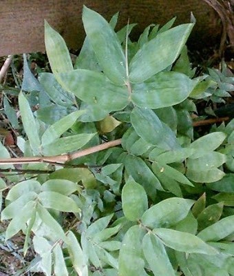 Andaman dinochloa
