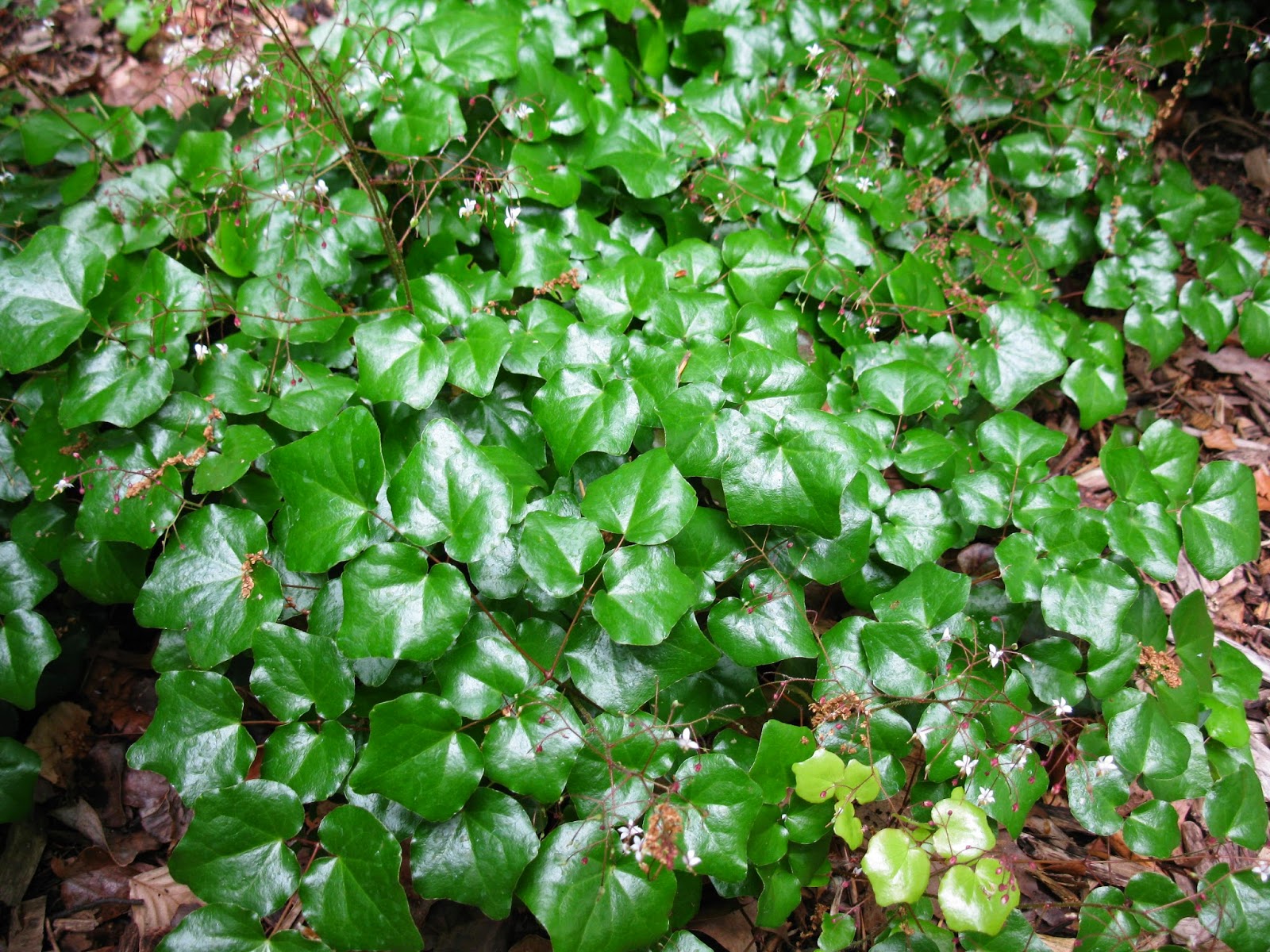Redwood ivy