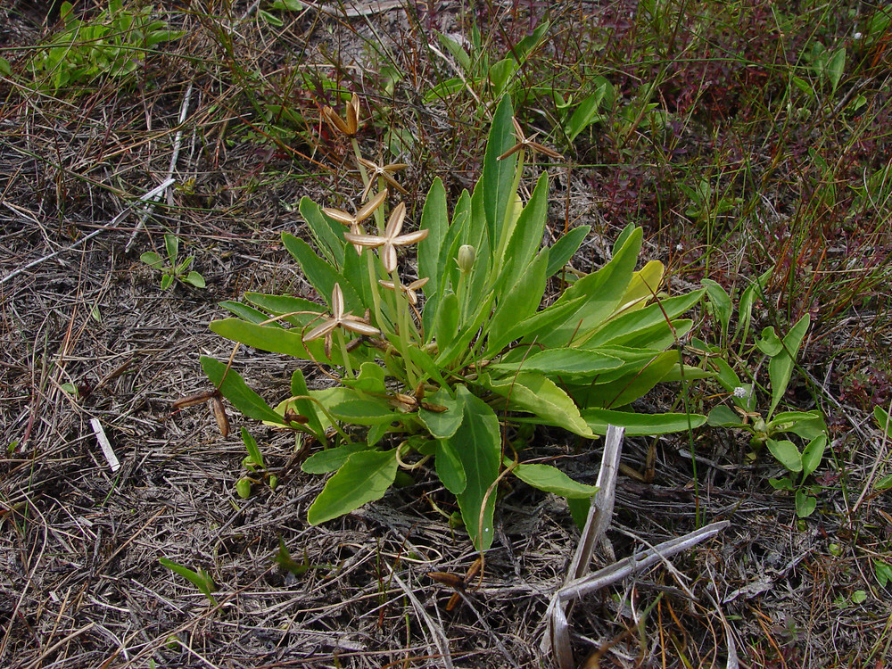 Lance-leaved violet