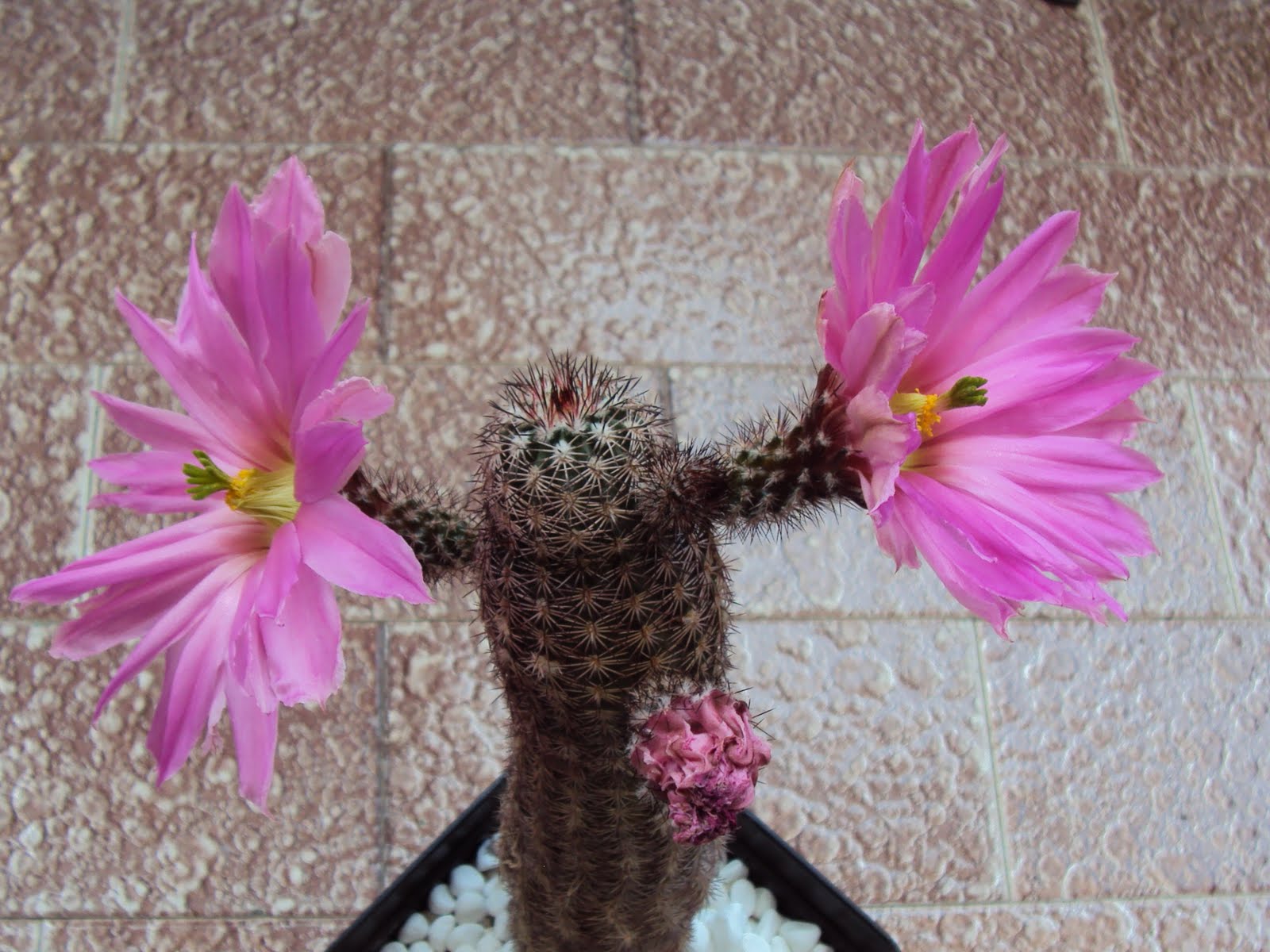 Rainbow cactus