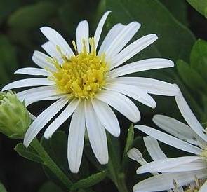Taiwan aster