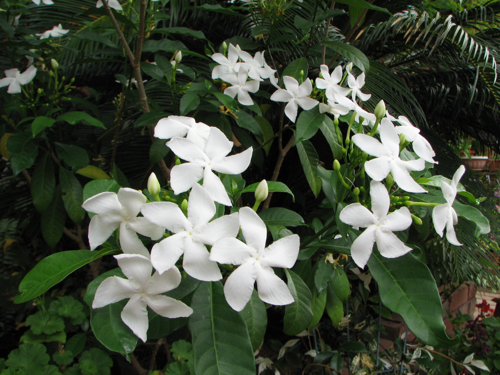 Pinwheel jasmine