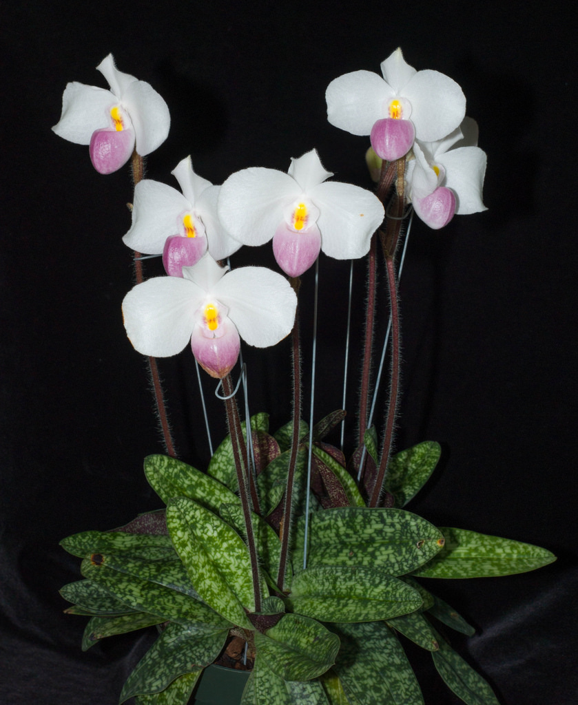 Delenatii's paphiopedilum