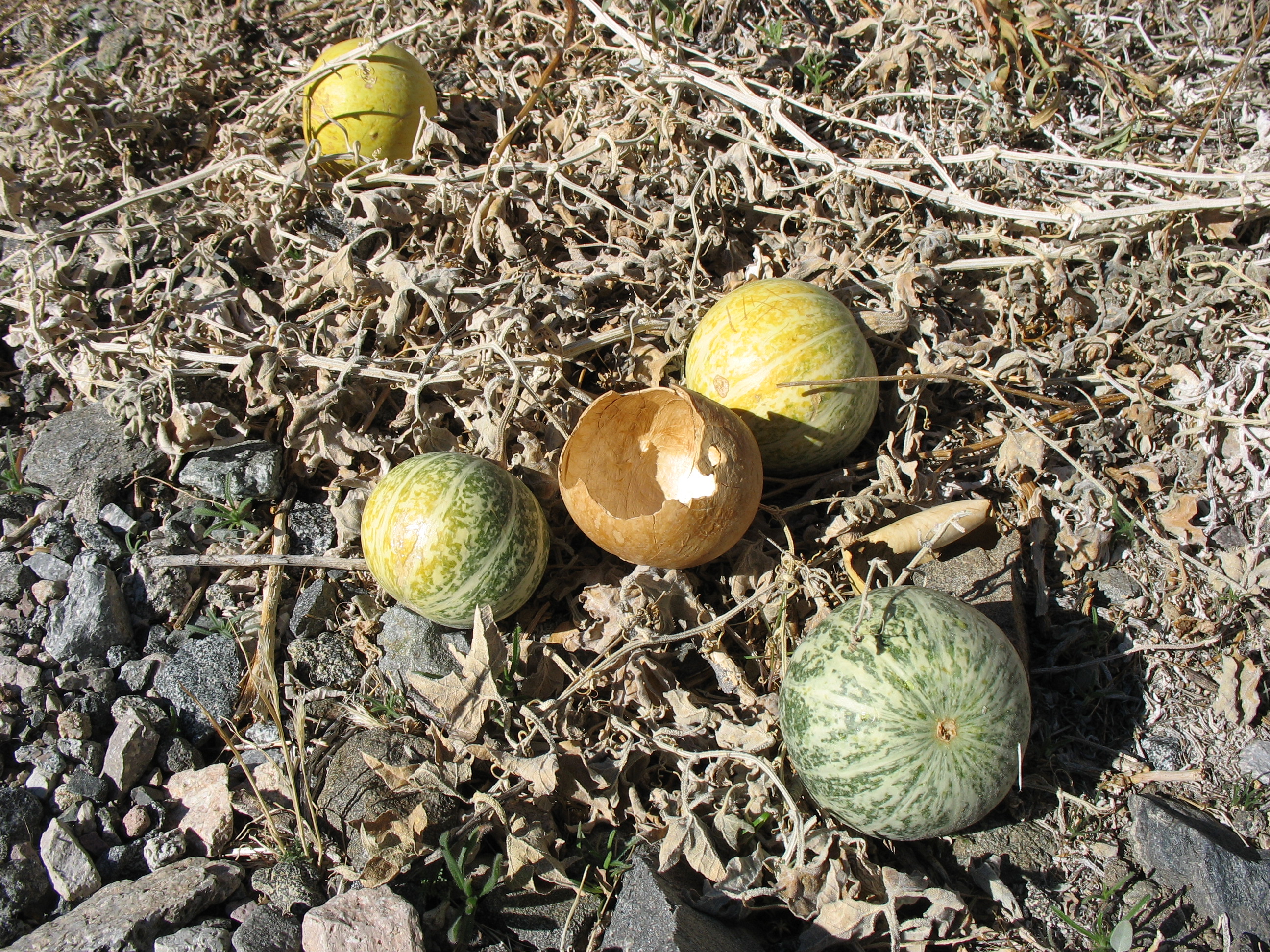 Coyote melon - Plantsnap - Identify Plants, Trees, Mushrooms With An App