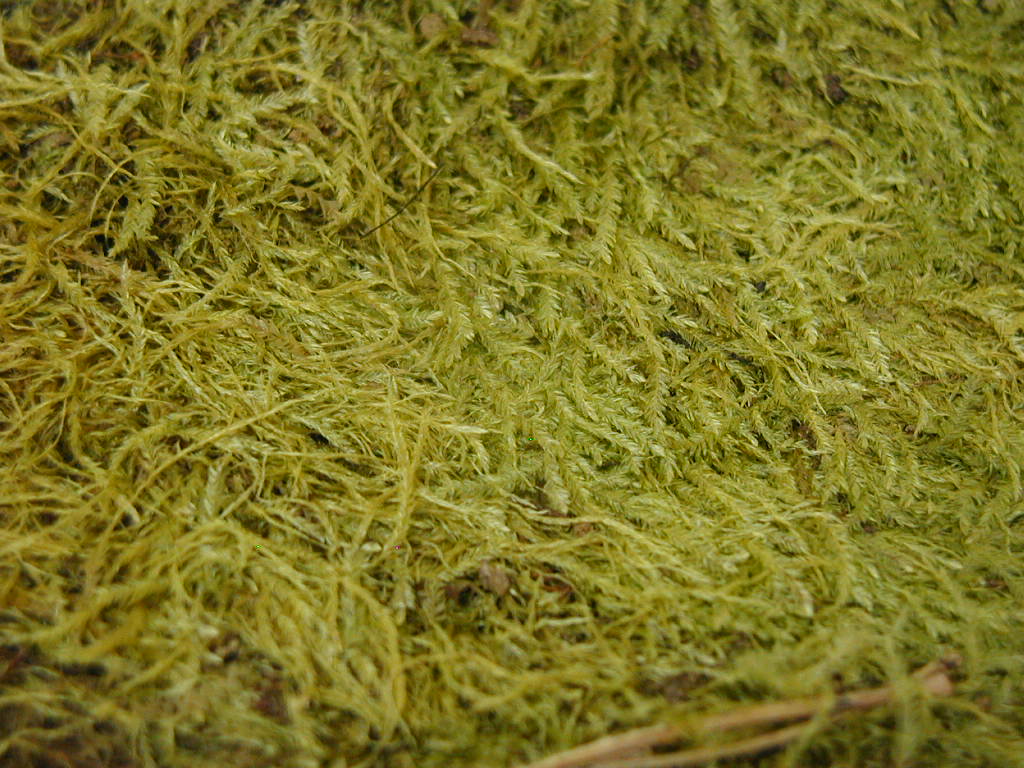 Short-tailed catagonium moss