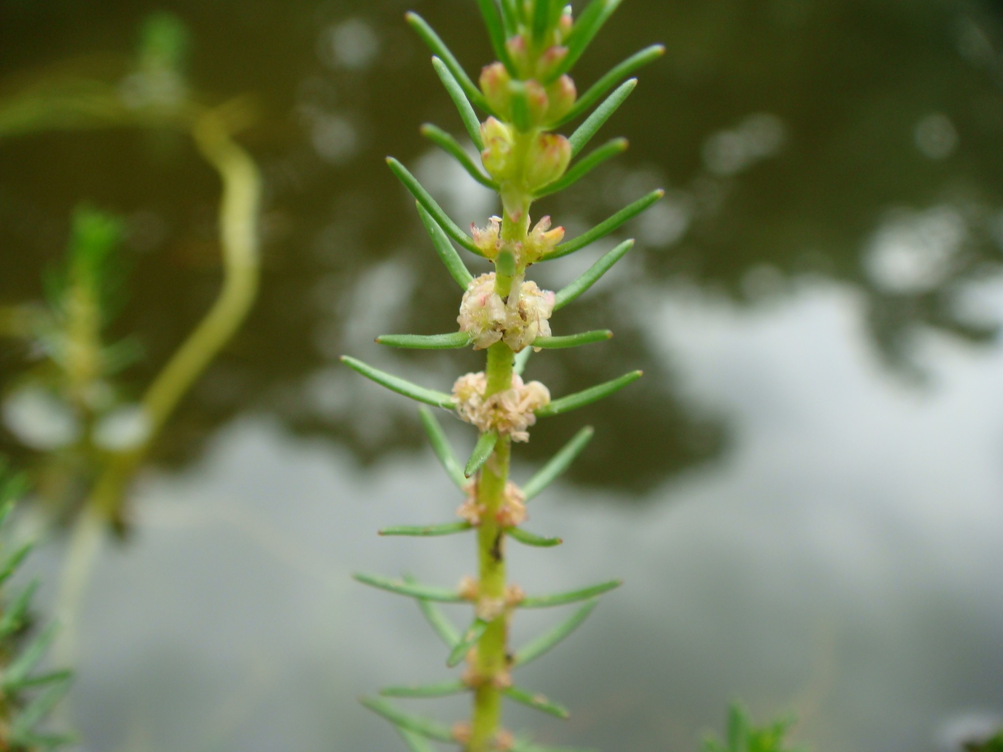 Ussuri water milfoil