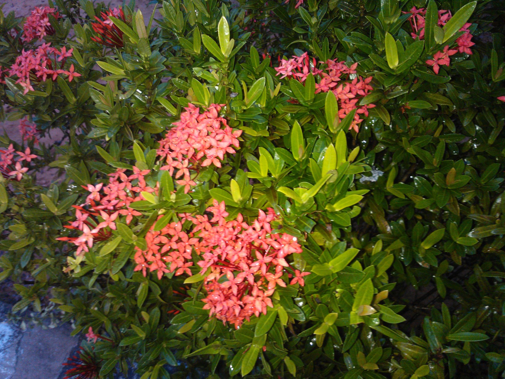 Jungle geranium (Ixora accedens) - Image 1 of 10