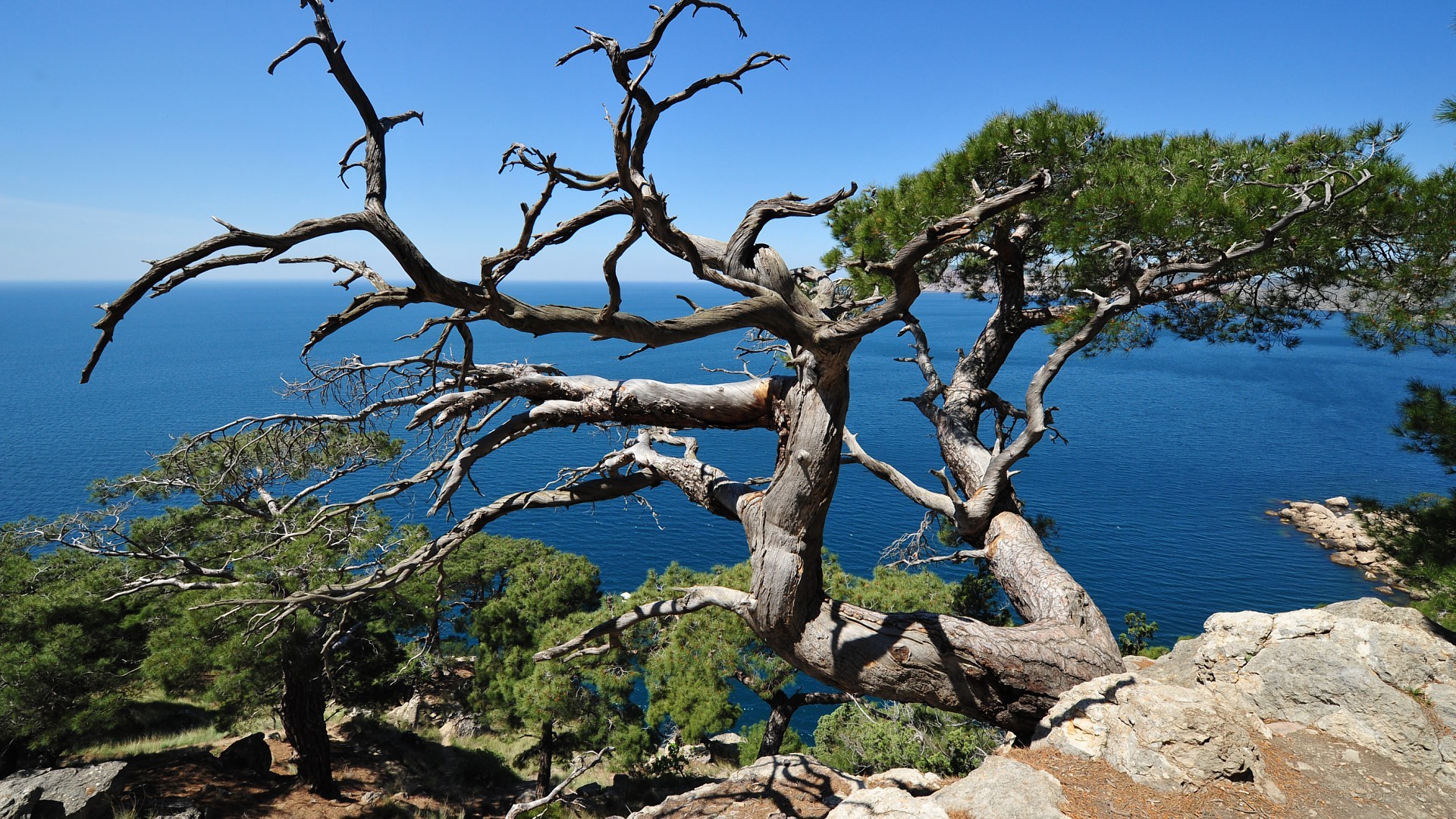 How to care for Calabrian pine - Complete Plant Care Guide | PlantSnap ...