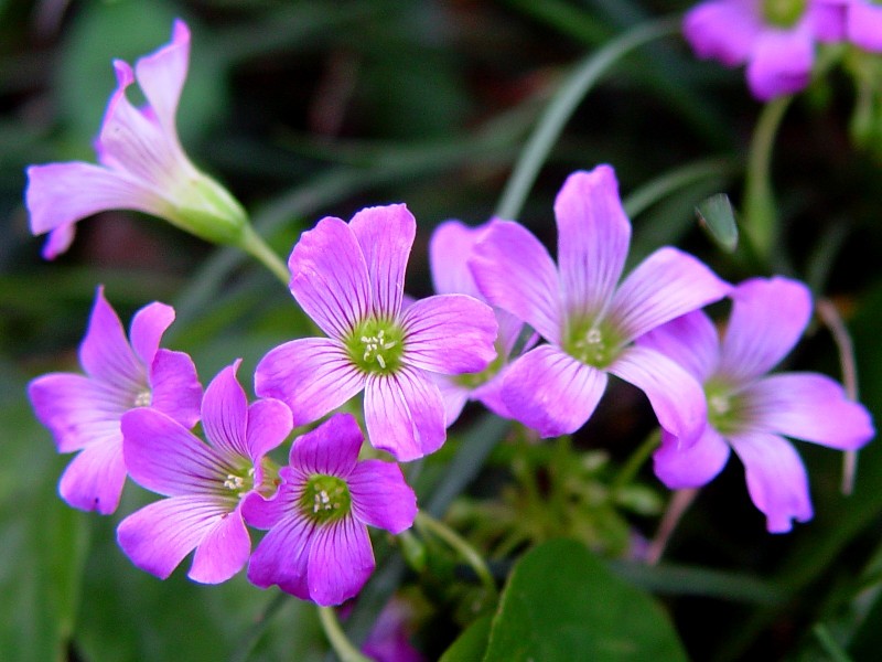 Pink wood sorrel
