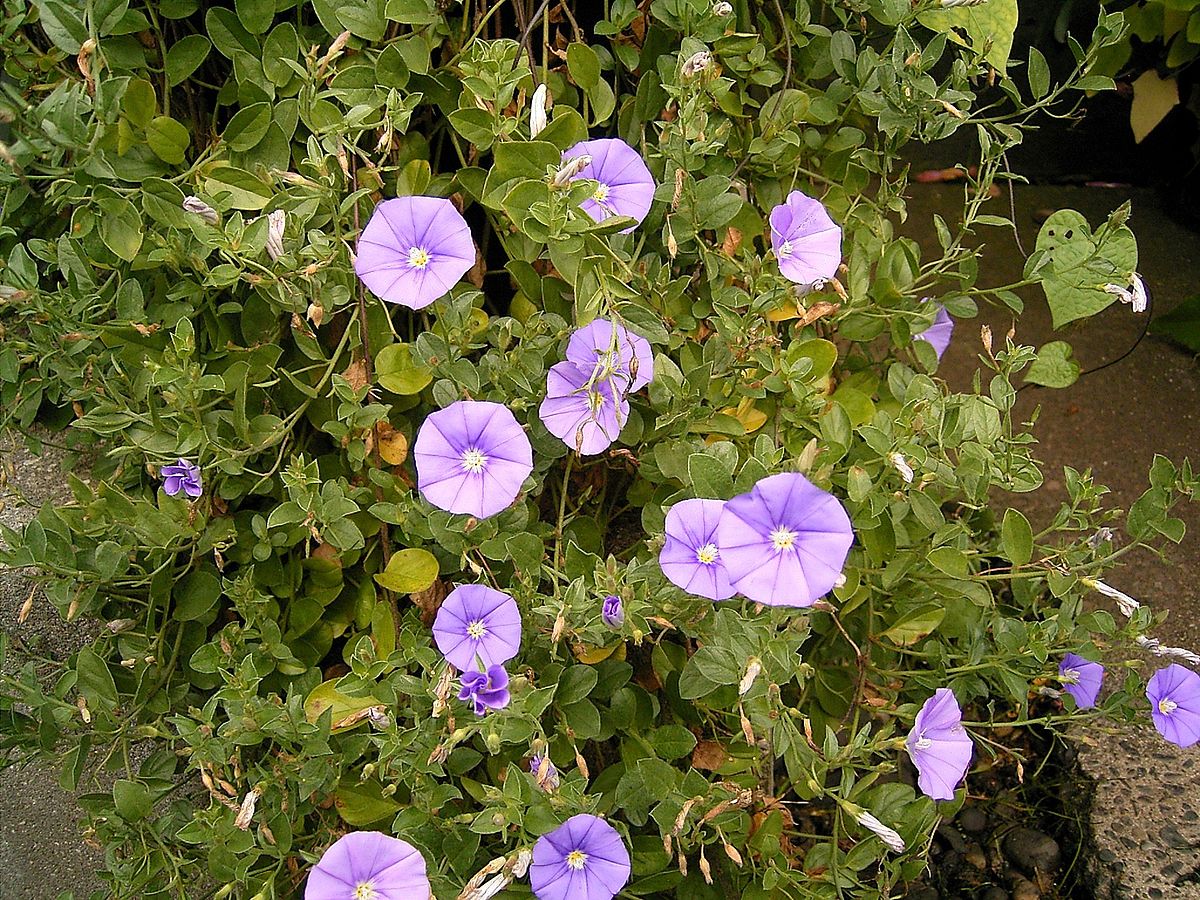 Ground morning glory