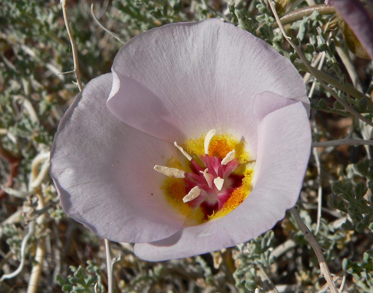 Winding mariposa lily (Calochortus flexuosus) - Image 1 of 10