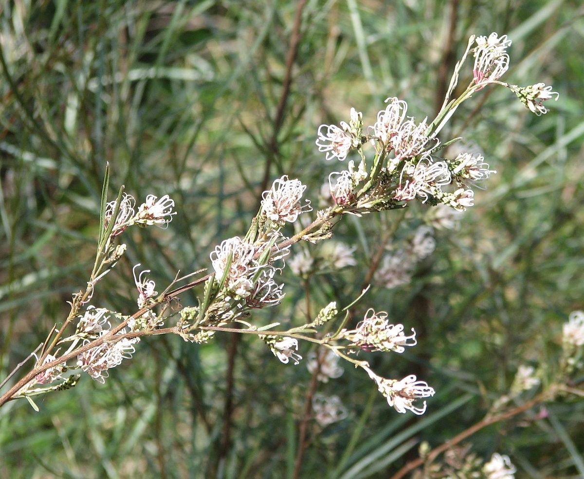 Spindly grevillea