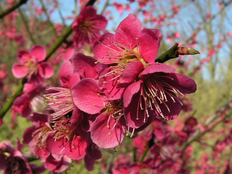 Japanese apricot