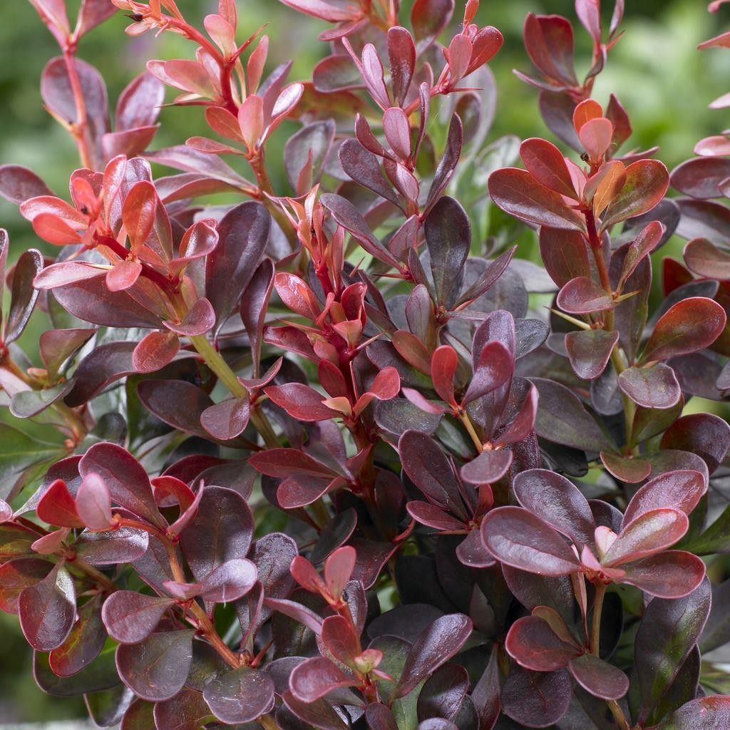 Japanese barberry