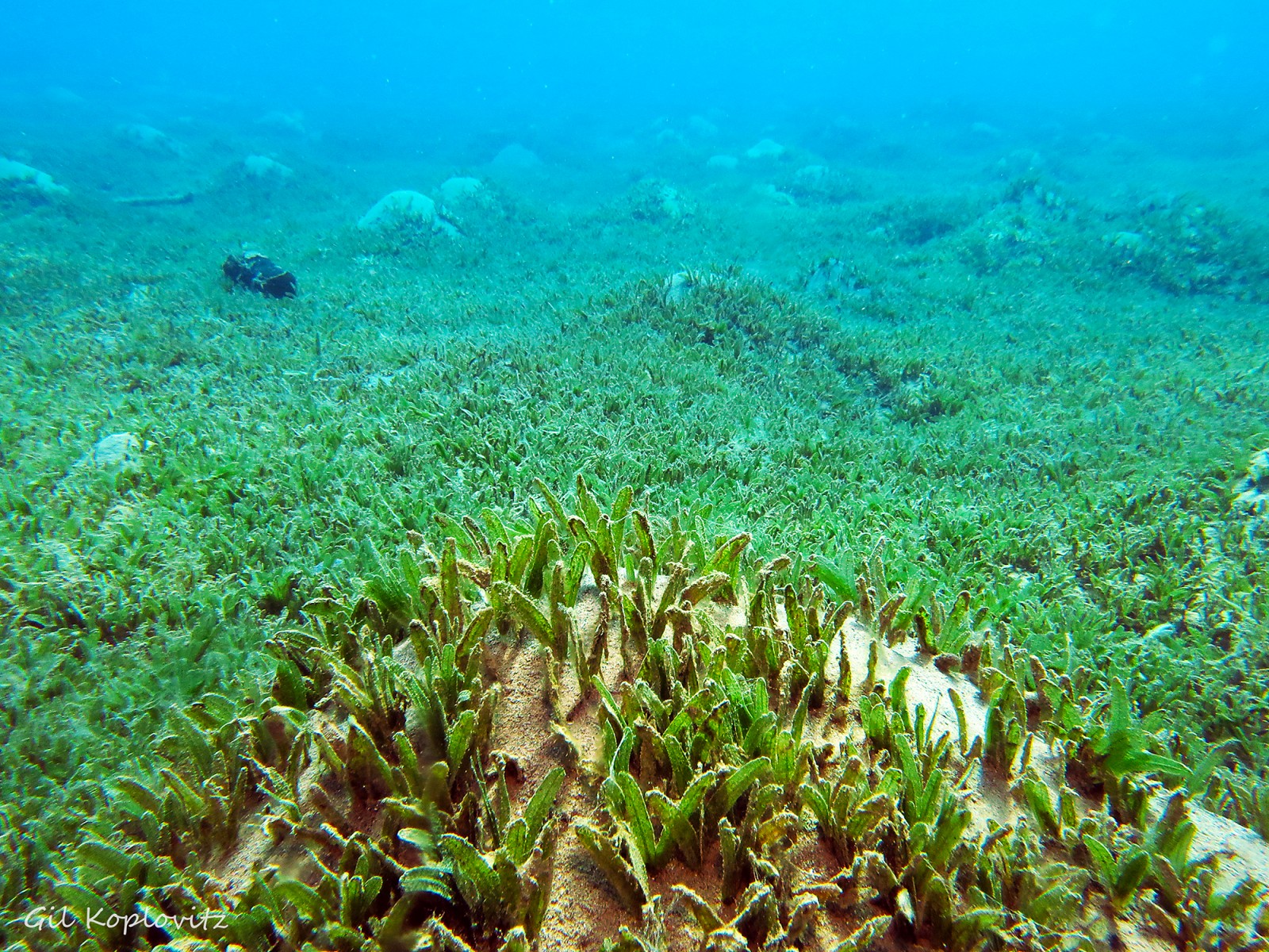 Plantsnap – Identify Plants, Trees, Mushrooms With An App