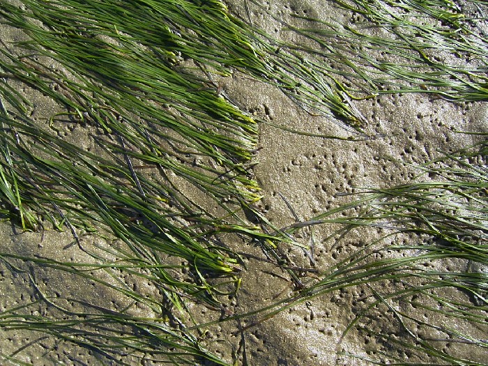 Little neptune grass (Cymodocea nodosa) - Image 1 of 10