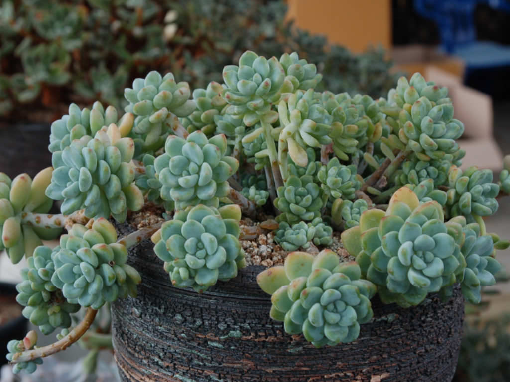 Tiscalatengo gorge sedum