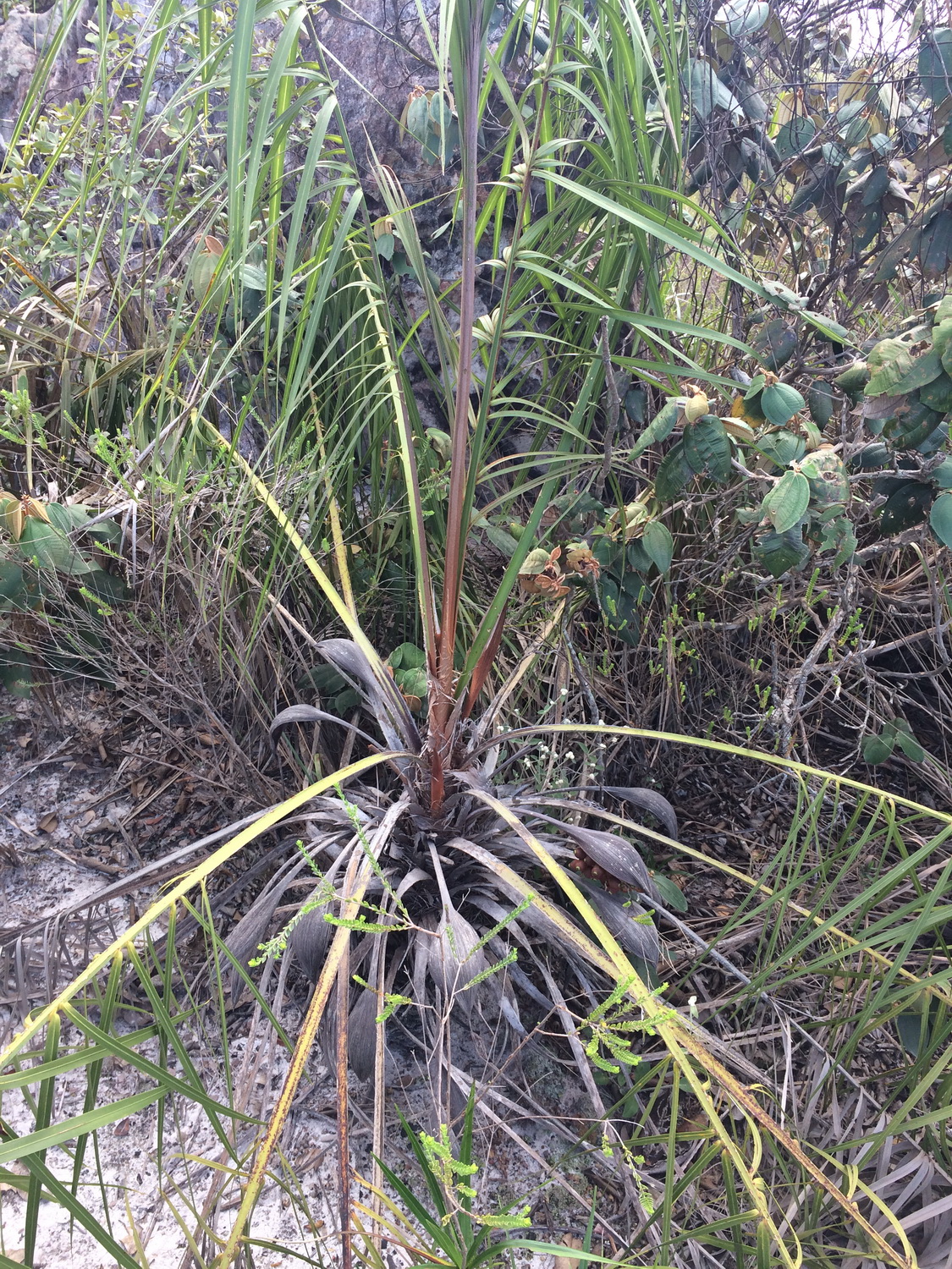Grugru palm