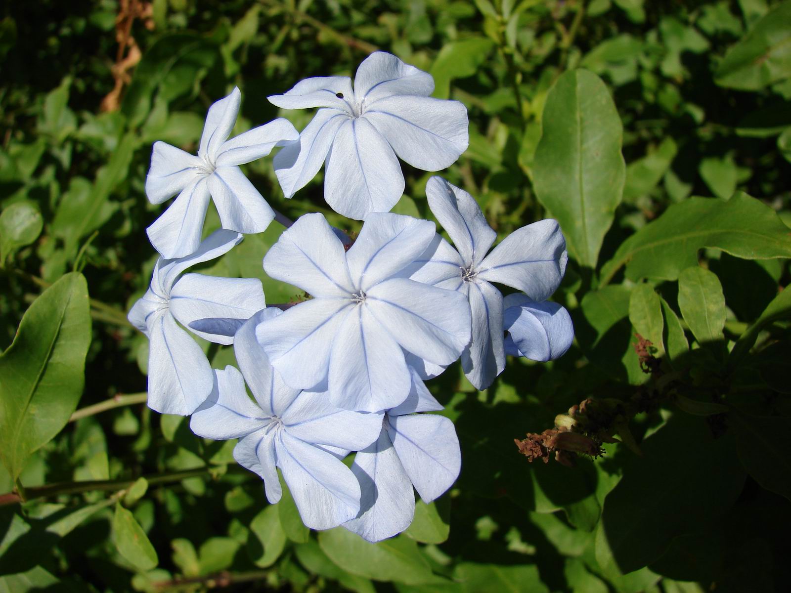 Ceylon leadwort - Plantsnap - Identify Plants, Trees, Mushrooms