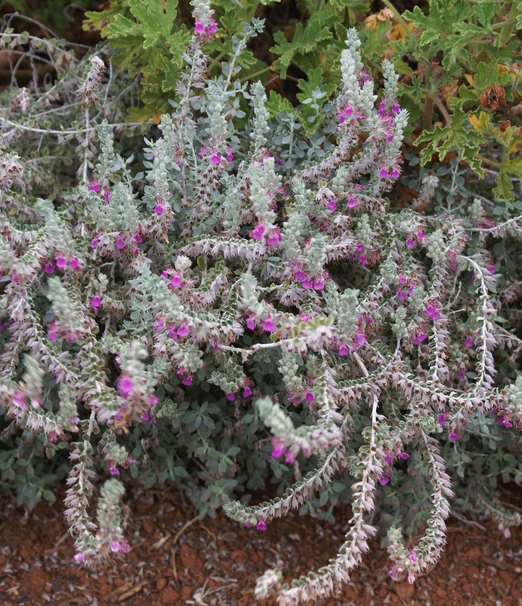 Cat thyme