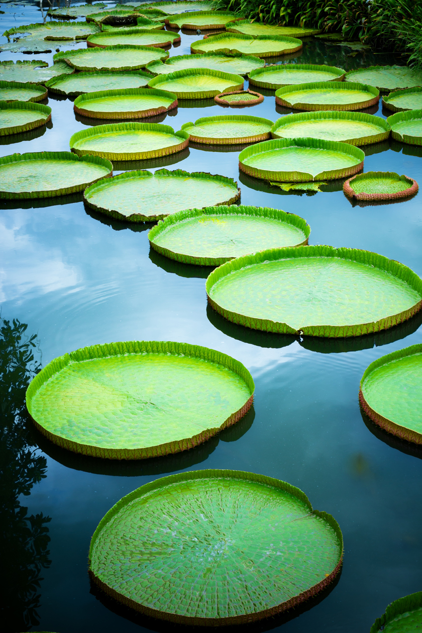 Amazon water lily