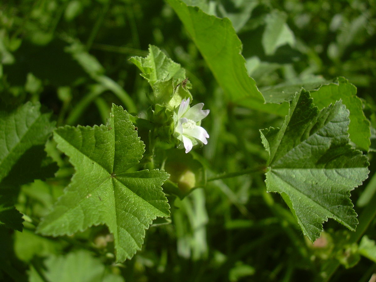 Small mallow