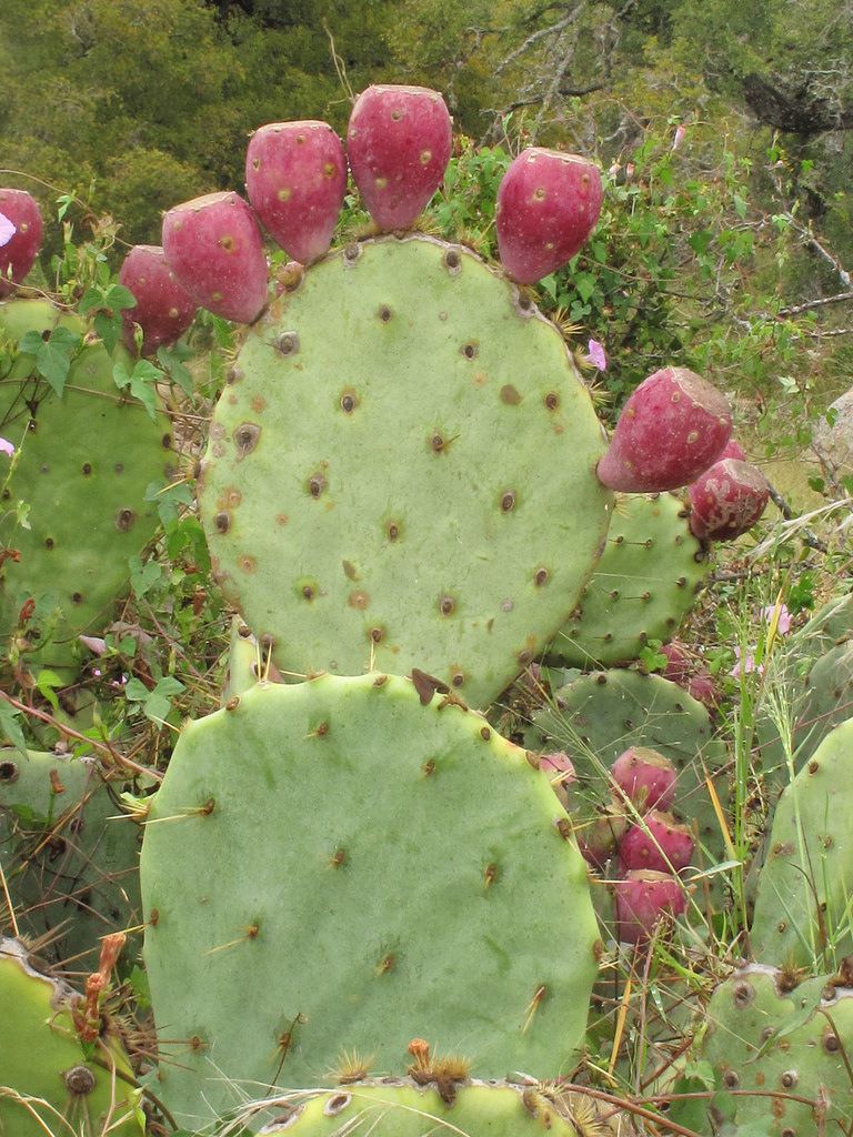 Texas prickly pear