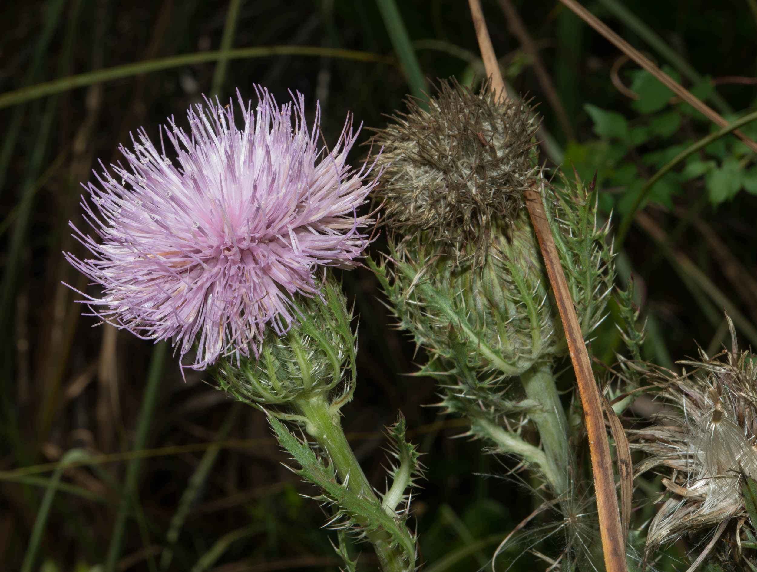 Nuttall's thistle