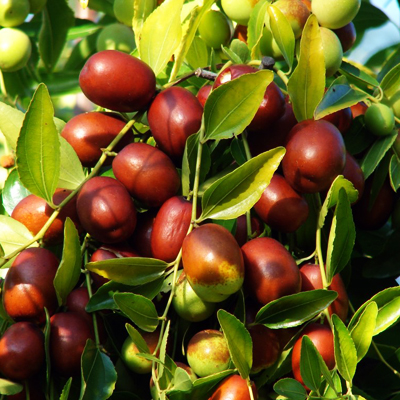 passion fruit plant Buy Passion Fruit Plant – Passion Fruit Vine for Sale – M M Nurseries main image 1