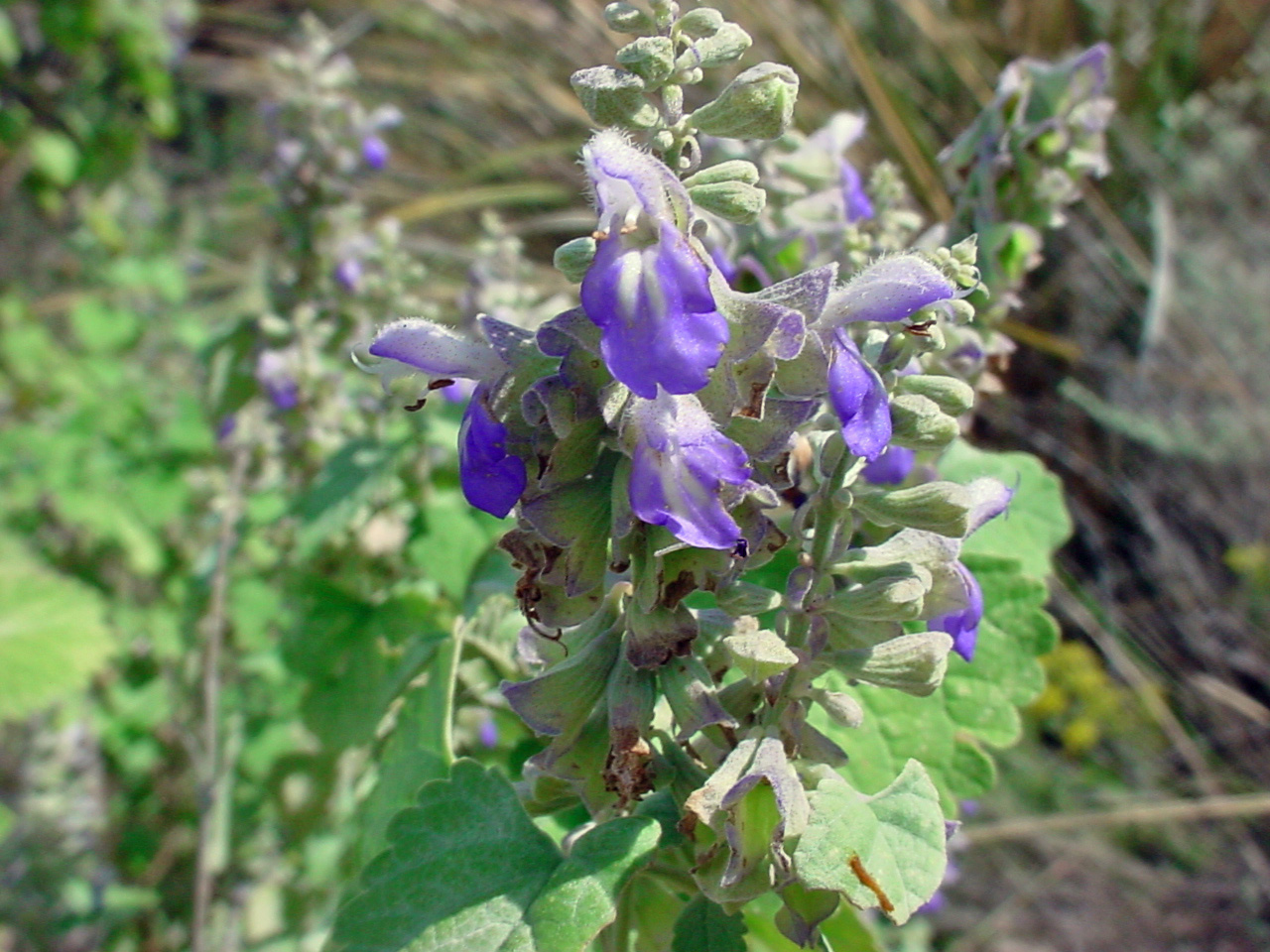 Rock sage