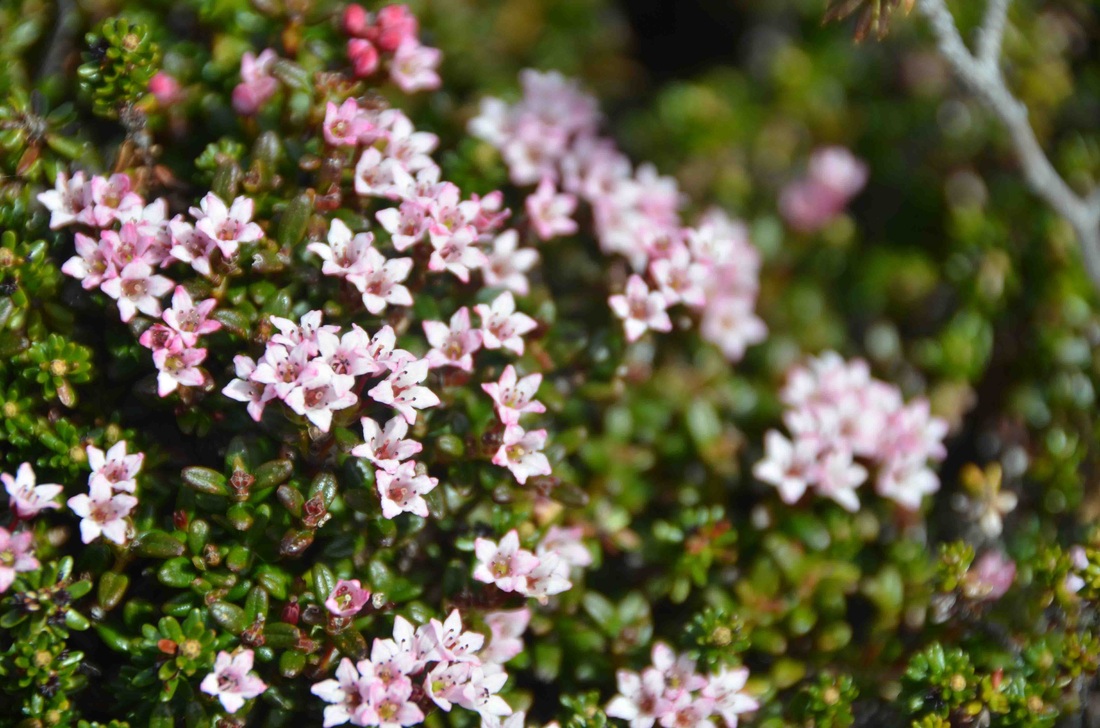 Trailing azalea - Plantsnap - Identify Plants, Trees, Mushrooms With An App