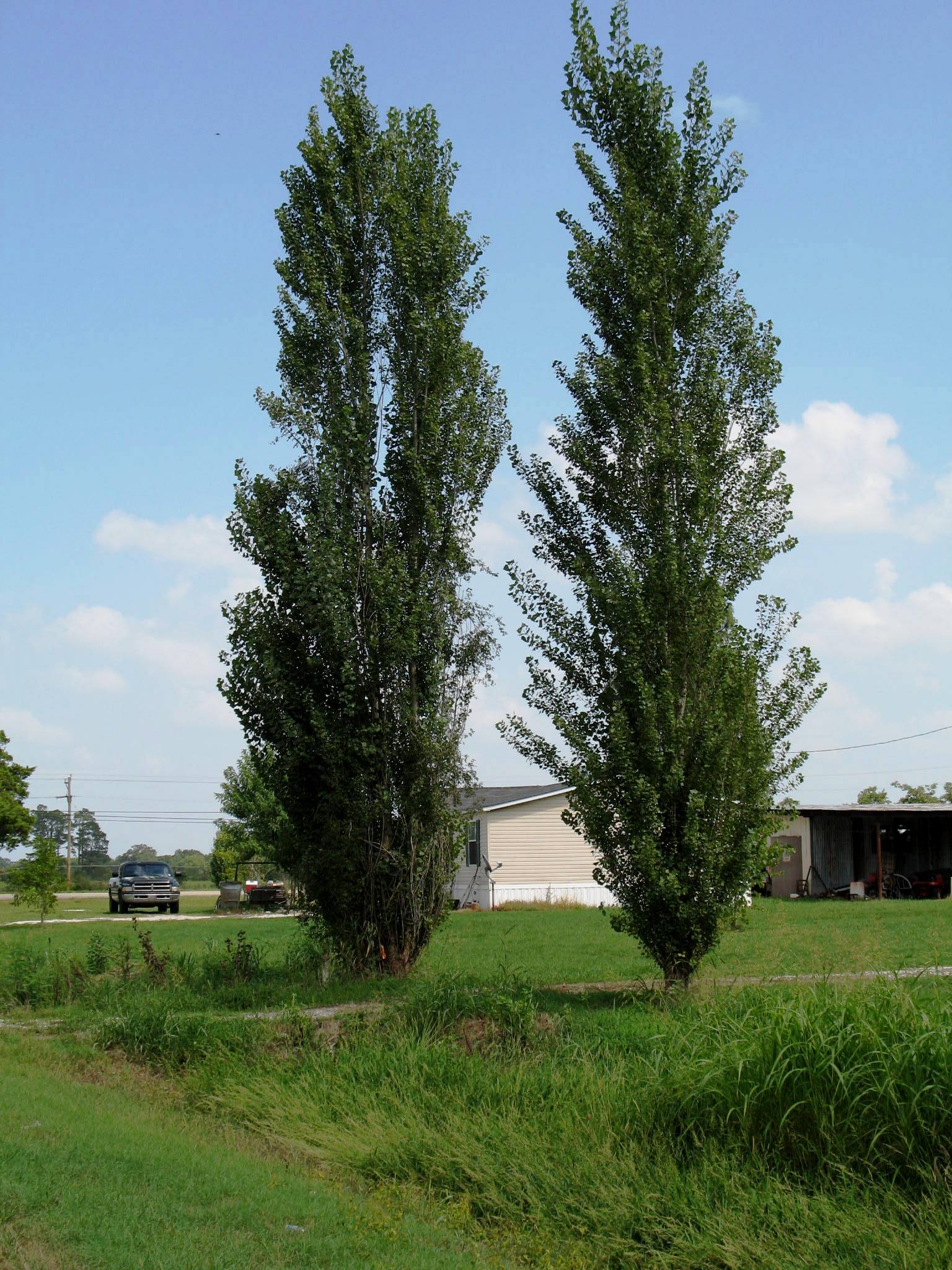 Lombardy poplar