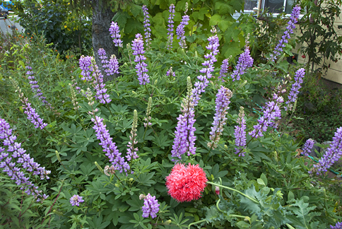 Broadleaf lupine